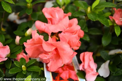 azalea-guanda-pink--3