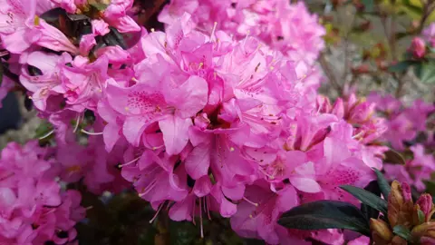 Azalea Hardijzer Beauty shrub with masses of pink flowers.