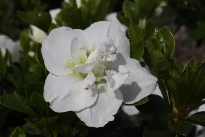 Azalea 'Hardy Gardenia' white flowers and dark green foliage.