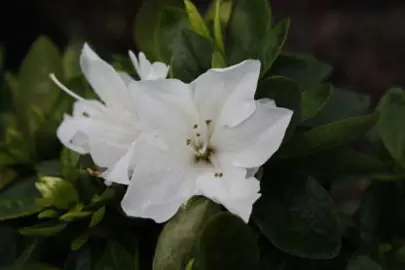 Azalea High Sierra shrub with elegant white flowers.