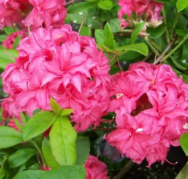 Azalea 'Homebush' pink flowers and green foliage.