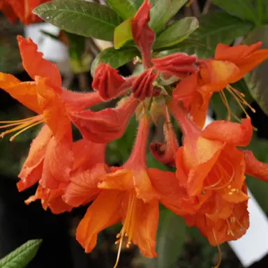 azalea-jaffa-