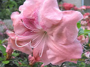 Azalea Joan Garrett pink flower.