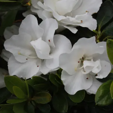 Azalea Kiwi Anniversary plant with white flowers.