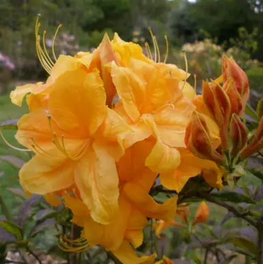 Azalea 'Klondyke' orange flowers.