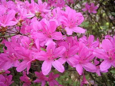 Azalea Kocho No Mai shrub with masses of pink flowers.