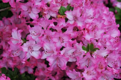 Azalea Komo Kulshan shrub with masses of pink flowers.