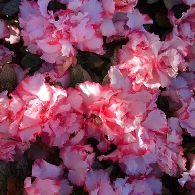 Azalea Leopold Astrid plant with masses of red and white flowers.