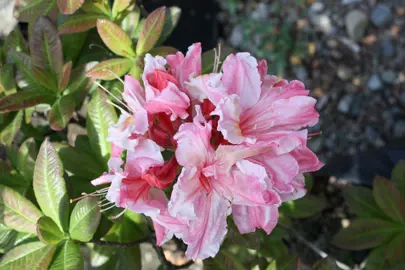 Azalea 'Louie Williams' pink flowers.