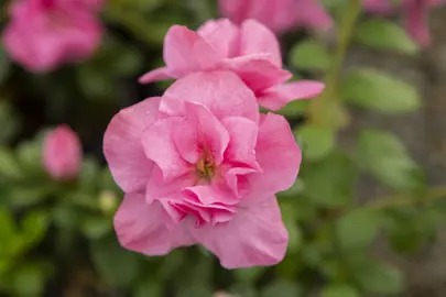 Azalea Lucy plant with bright pink flowers.