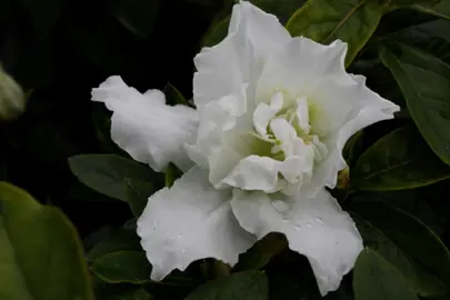 Azalea Madonna white flower against dark green leaves.