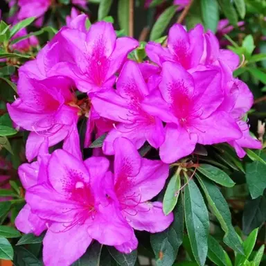 azalea-magnifica-rosea-