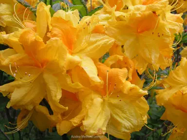 Azalea 'Melford Lemon' yellow flowers.