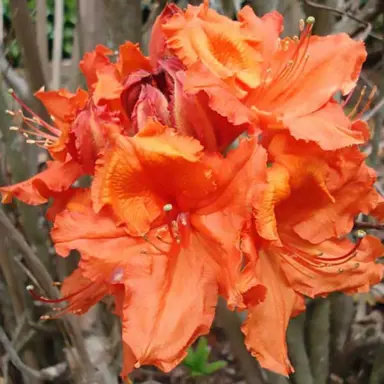 Azalea 'Melford Orange' orange flowers.