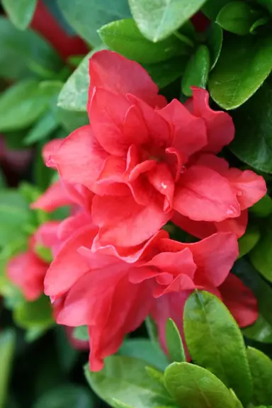 Azalea Melody rose-pink flower and green foliage.