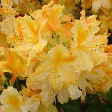 Azalea 'Midas Touch' yellow-orange flowers.