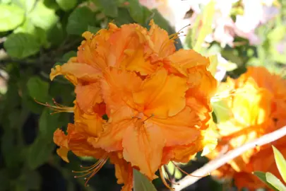 Azalea 'Ming' orange-yellow-flower.