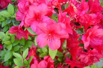 Azalea Miss Suzie plant with masses of pink flowers.