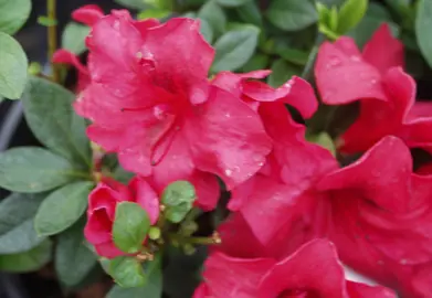 Azalea Mission Bells red flowers amidst lush green foliage.