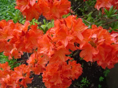 Azalea 'Mollie' with burnt-orange flowers.