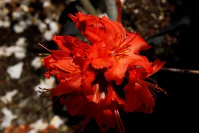 Azalea mollis 'Brilliance' red flowers.