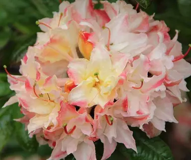 Azalea mollis 'Cannon's Double' orange flowers.