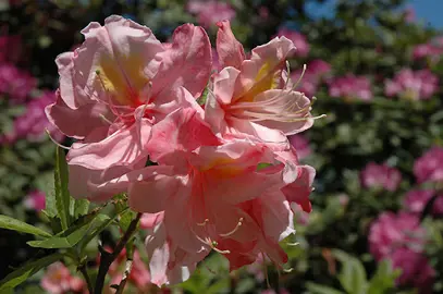 Azalea mollis 'Cecile' pink flowers.