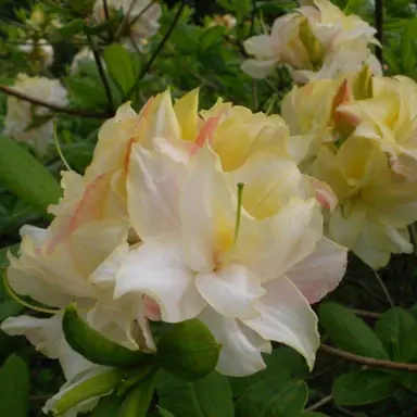 Azalea mollis 'Chelsea Reach' cream, white, and pink flowers.