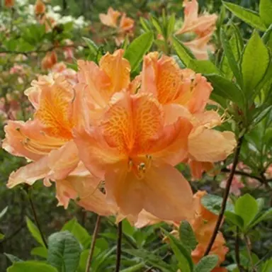 Azalea mollis 'Cockatoo' orange flowers.