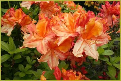 Azalea mollis 'Copper Frills' orange flowers.