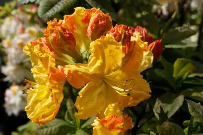 Azalea mollis 'Cross Hills Frills' orange and yellow flowers.