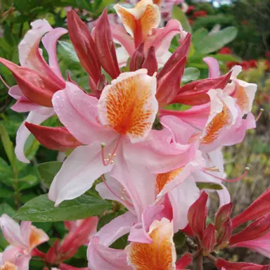 Azalea mollis 'Delicatissima' pink flowers.