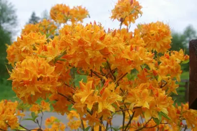 Azalea mollis 'Golden Lights' yellow and orange flowers.