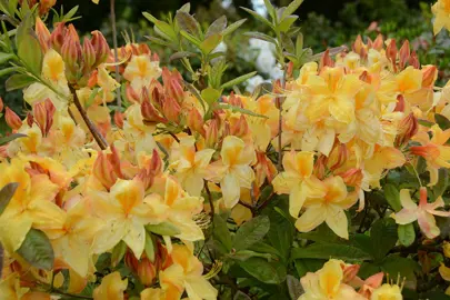 Azalea mollis 'Golden Sunset' yellow and orange flowers on a deciduous plant.