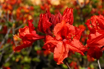 azalea-mollis-red-