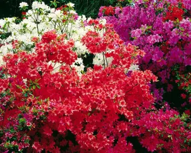 azalea-mollis-red-1