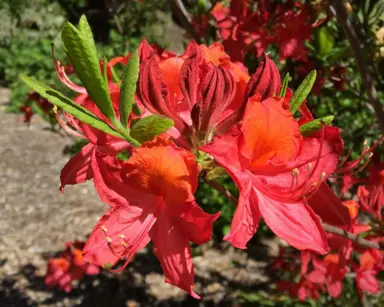 azalea-mollis-red-2