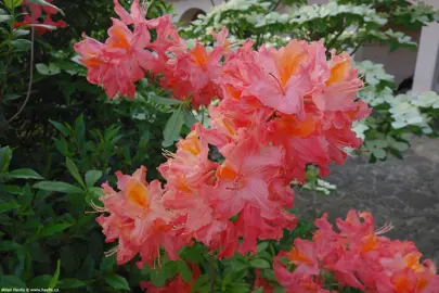 Azalea 'Mount Saint Helens' rose-pink flowers.