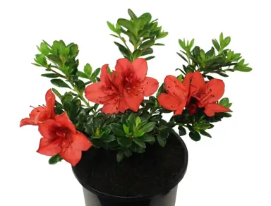 azalea-mrs-kint-red--1