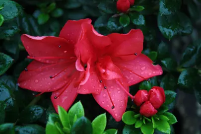 azalea-mrs-kint-red-