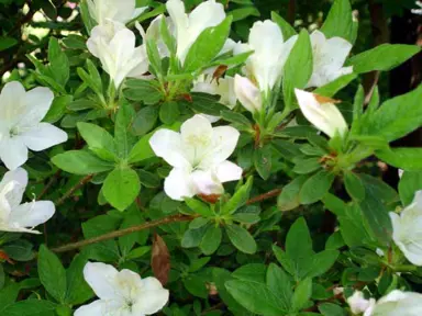 Azalea mucronatum alba plant with white flowers.