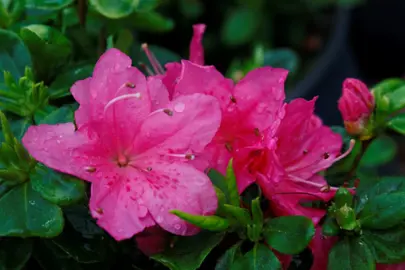 Azalea Myagino pink flowers.