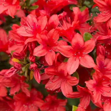 Azalea Nak Winter Green plant with masses of red flowers.