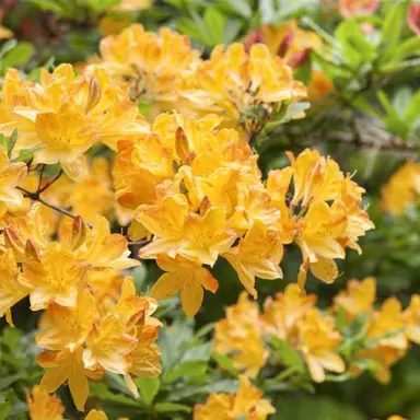 Azalea 'Nicholas Beets' orange flowers.