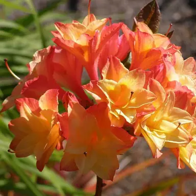 Azalea 'Nicholas de Rothschild' orange-yellow flowers.