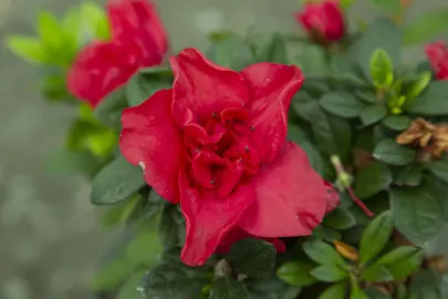 Azalea Nico plant with a red flower and green foliage.