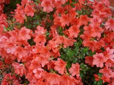 azalea-orange-delight-