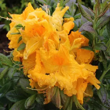 Azalea 'Orange Glow' flowers.