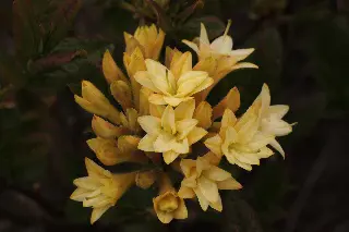 Azalea Paramount yellow flowers.