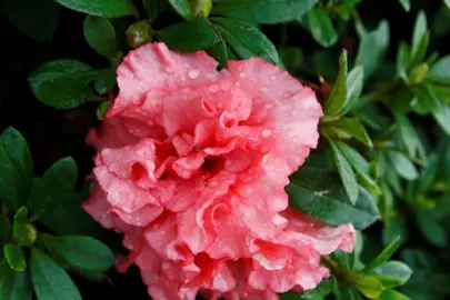 Azalea Paul Schame pink flower amidst lush, green foliage.